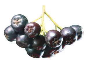 aronia